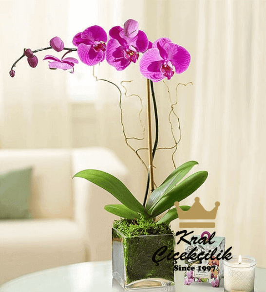 orkide-cicek-1.png